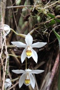 Cameron Highlands-055